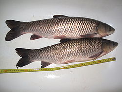 Grass Carp Fish